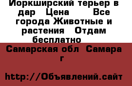 Йоркширский терьер в дар › Цена ­ 1 - Все города Животные и растения » Отдам бесплатно   . Самарская обл.,Самара г.